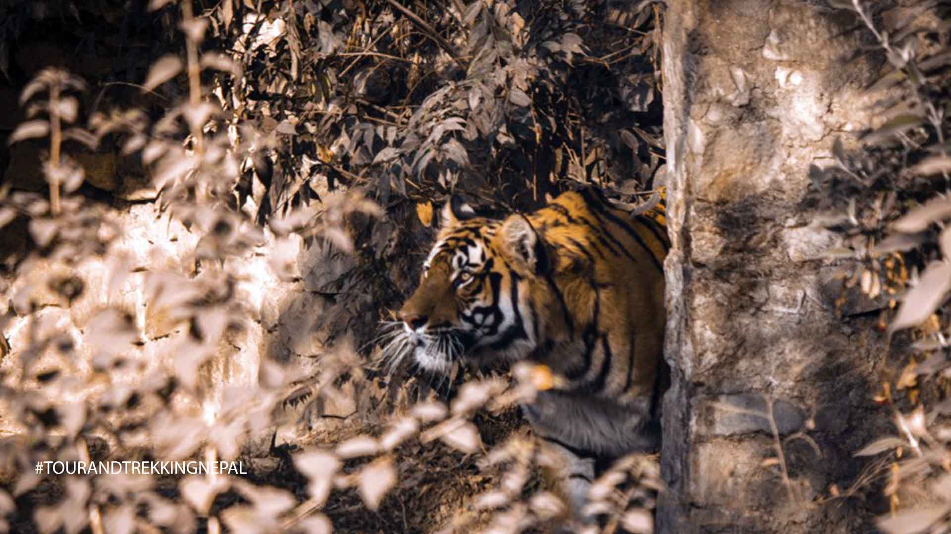 find tigers in chitwan national park